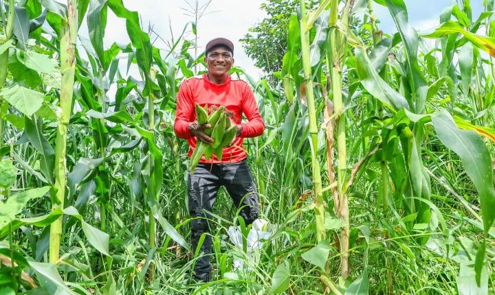 Garantia-Safra assegura renda de agricultores em seis municípios do Piauí