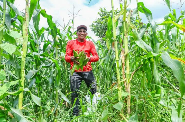 Garantia-Safra assegura renda de agricultores em seis municípios do Piauí