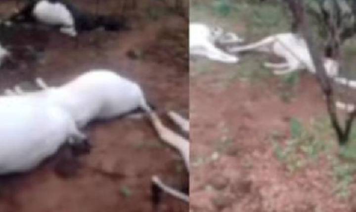 Raio mata oito animais e gera prejuízo de R$ 25 mil no sul do Piauí