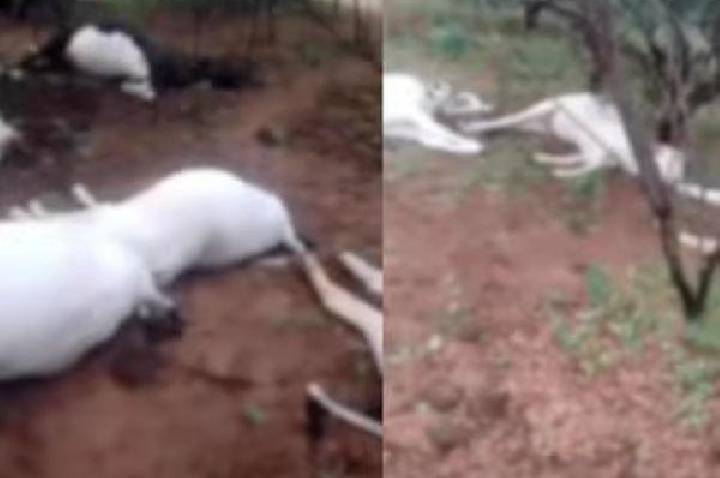 Raio mata oito animais e gera prejuízo de R$ 25 mil no sul do Piauí