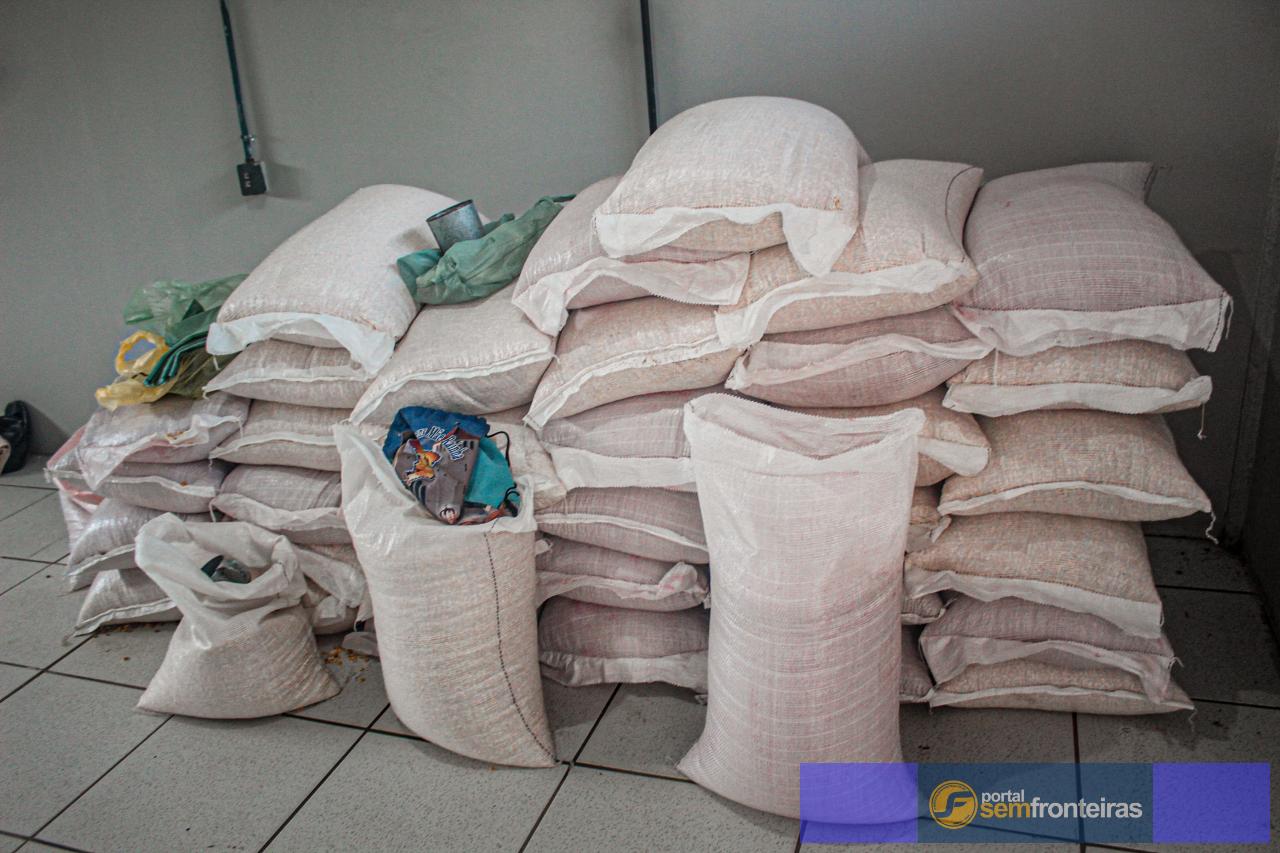 Prefeitura de Piripiri distribui sementes de milho e feijão para produtores rurais e urbanos