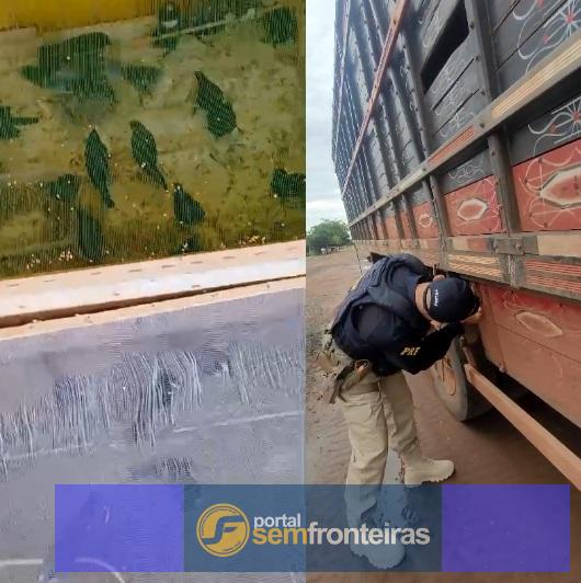 PRF apreende 300 pássaros e outros animais em operação na BR-316