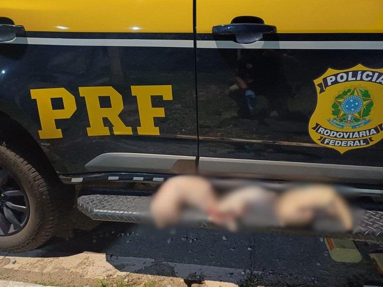 PRF apreende animais silvestres abatidos em abordagem na BR-343, em Parnaíba
