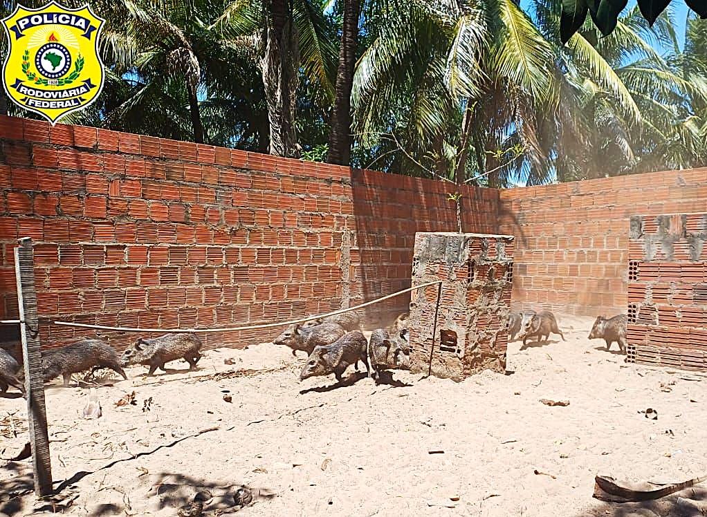 48 animais silvestres são resgatados em ação contra caça ilegal na BR-222 no Norte do Piauí