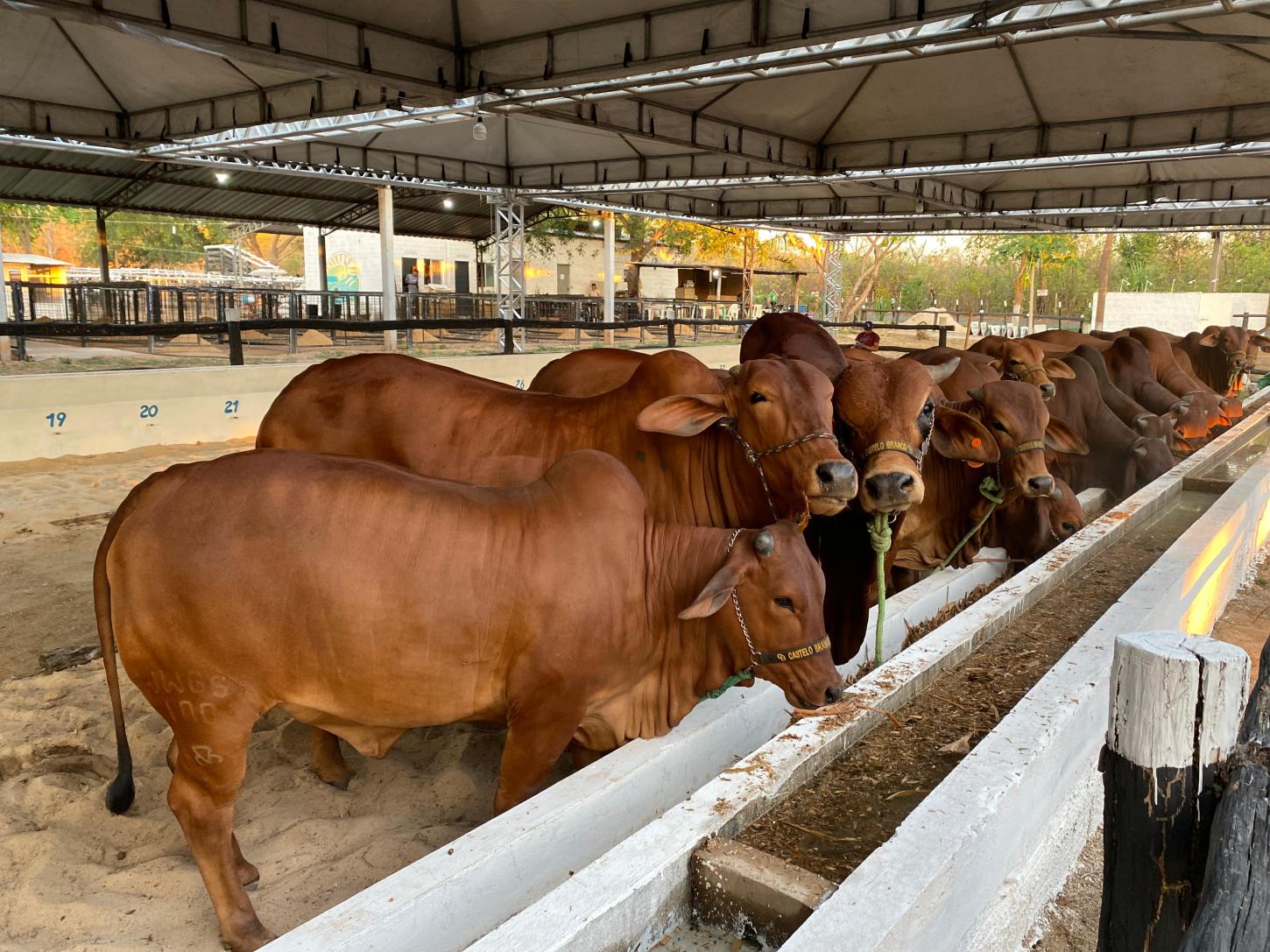 Expoagro 2025 deve movimentar mais de R$ 8 milhões com apoio da Prefeitura de Piripiri