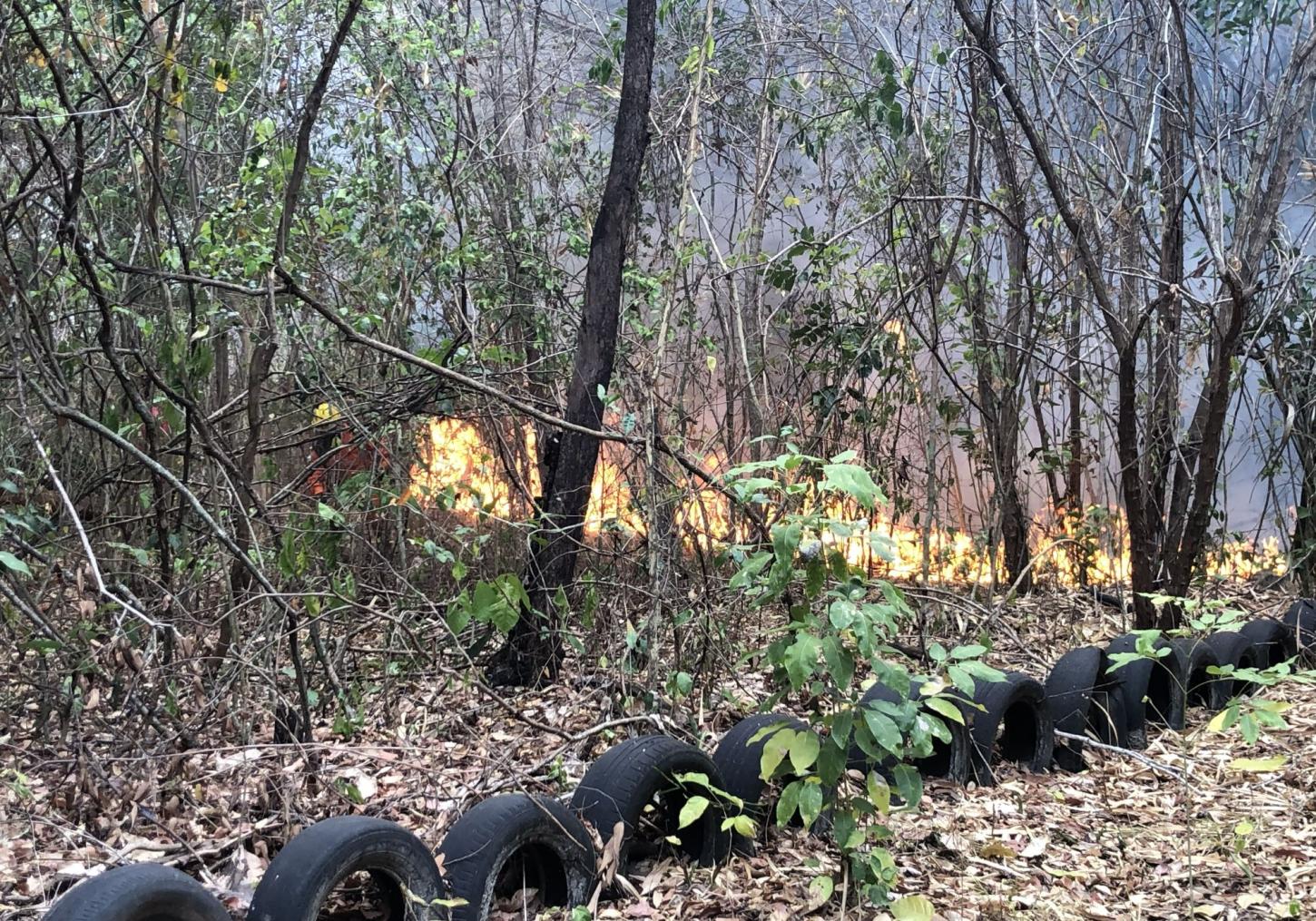 Incêndio de grandes proporções atinge Horto Florestal de Piripiri neste domingo