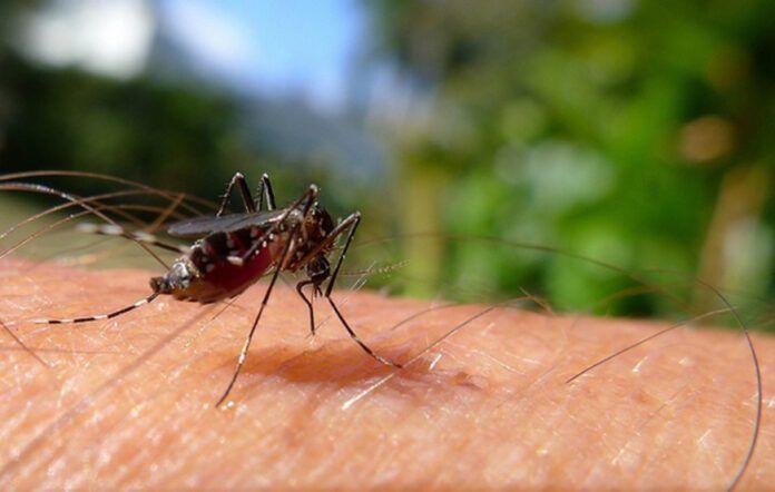 Piauí amplia combate à dengue e alcança índice satisfatório em 189 municípios