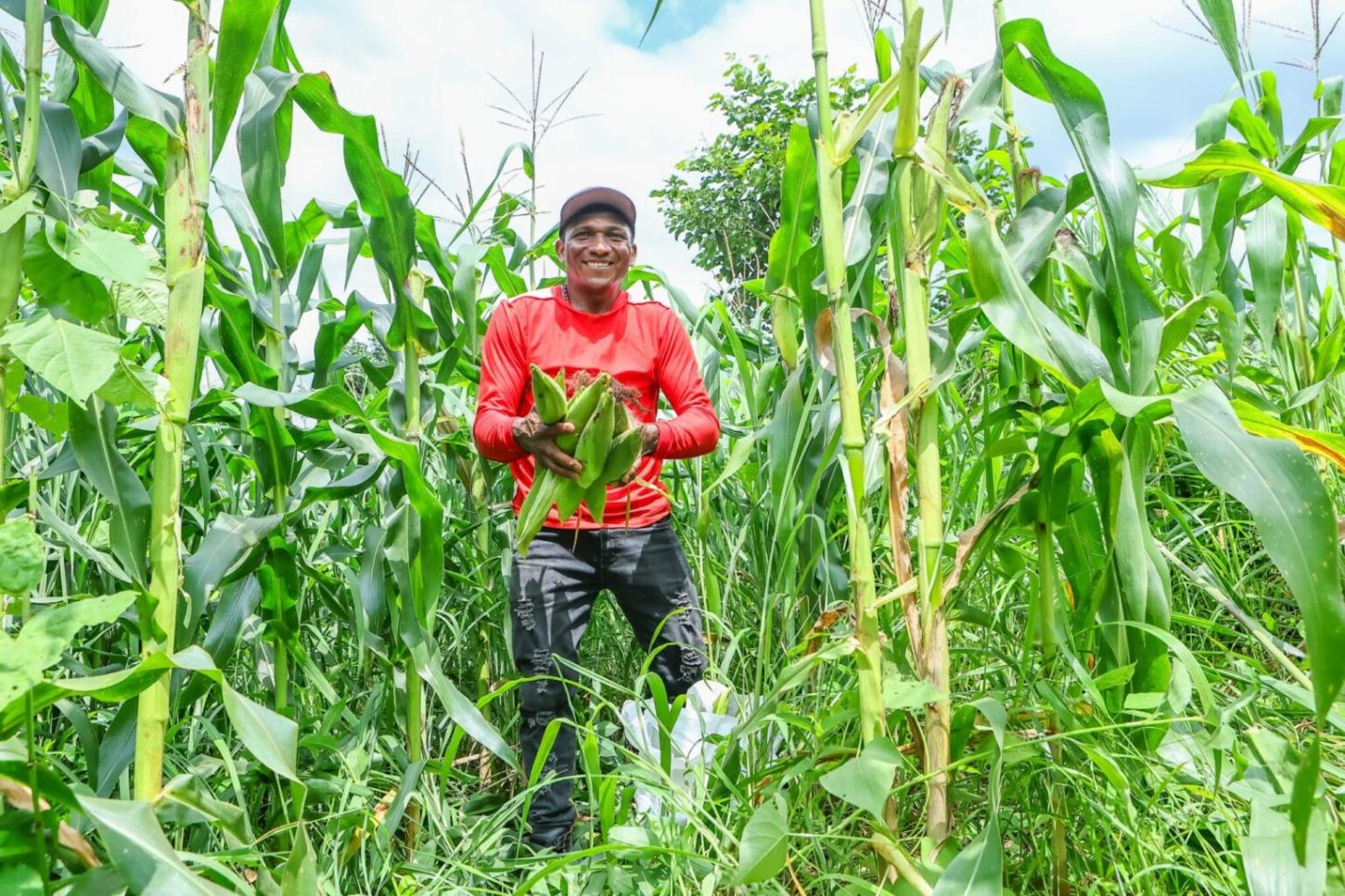 Garantia-Safra assegura renda de agricultores em seis municípios do Piauí