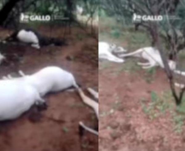 Raio mata oito animais e gera prejuízo de R$ 25 mil no sul do Piauí