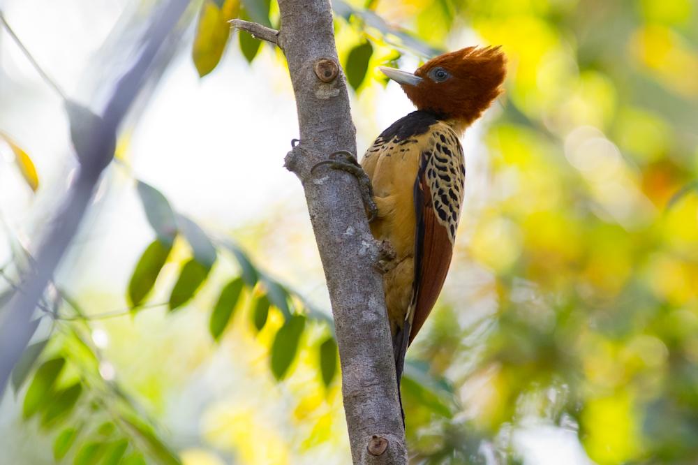 Pica-pau-do-Parnaíba é oficializado como ave símbolo do Piauí