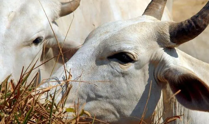 Carne brasileira passa a pagar tarifa de 67% para entrar na China