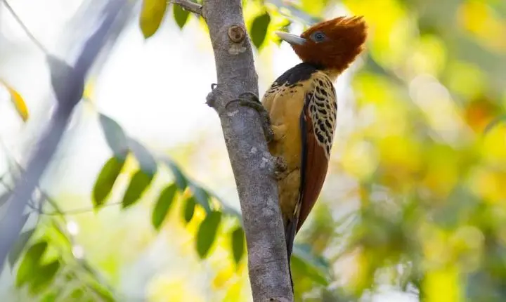 Pica-pau-do-Parnaíba é oficializado como ave símbolo do Piauí