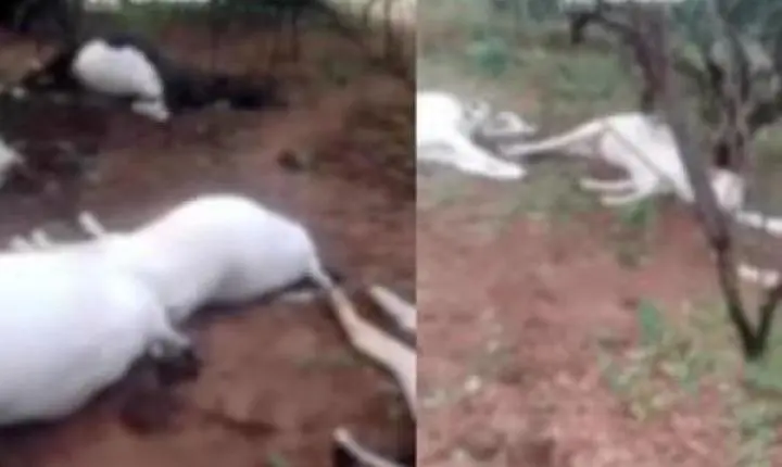 Raio mata oito animais e gera prejuízo de R$ 25 mil no sul do Piauí